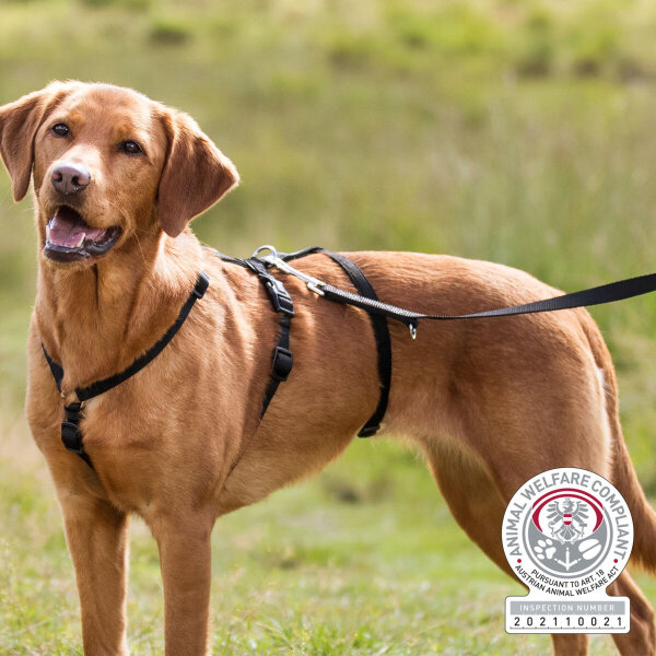 Panikgeschirr Stay 15mm, schwarz  S-M - 44-60cm