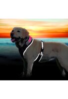 "Flash" Softgeschirr - 40-50cm, Gr. XS-S, schwarz