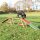 Dog Activity Agility Steg - 456×64×30cm