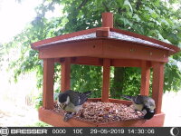 Trail Cam Short Distance Bresser SFC-1